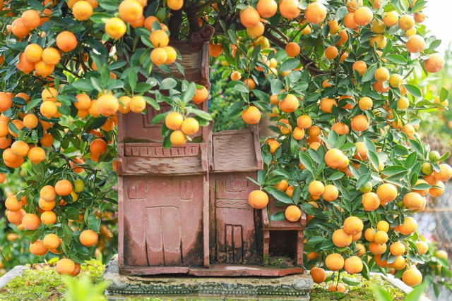 Kumquat bonsai hugs a unique and strange old house to attract customers - Photo 2.