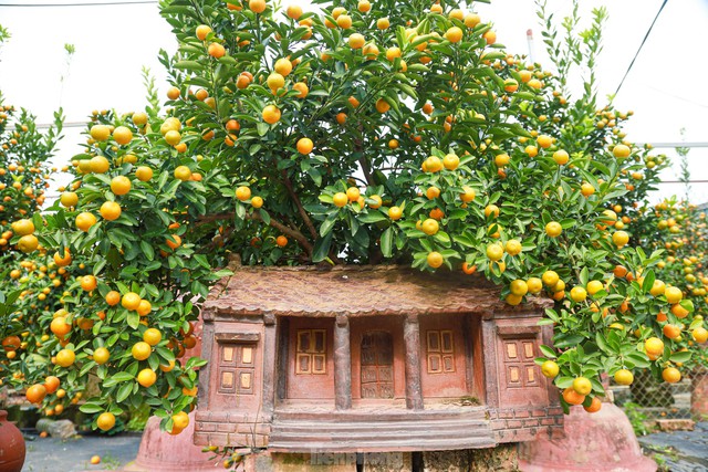 Kumquat bonsai hugs a unique and strange old house to attract customers - Photo 10.