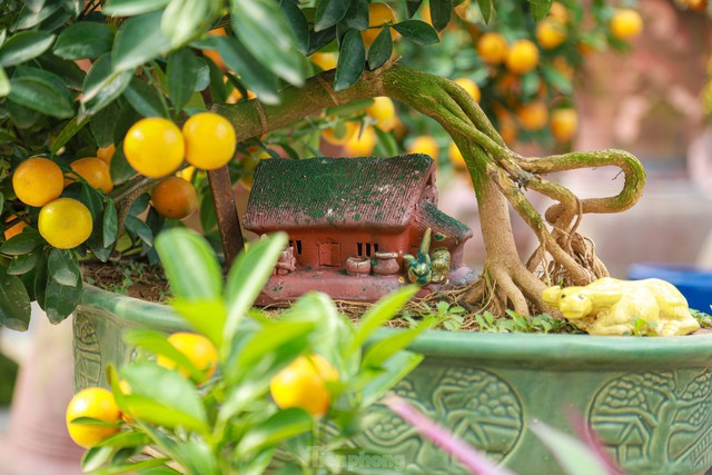 Kumquat bonsai hugs a unique and strange old house that attracts customers - Photo 9.