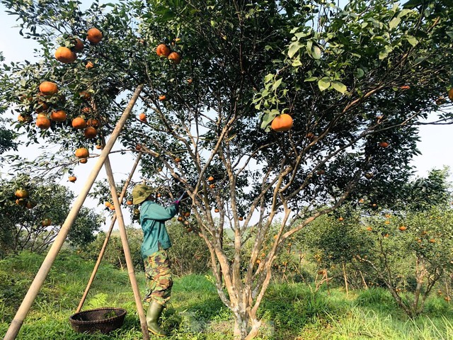 The department of the hill of ripe yellow oranges is hiding goods waiting for Tet - Photo 2.