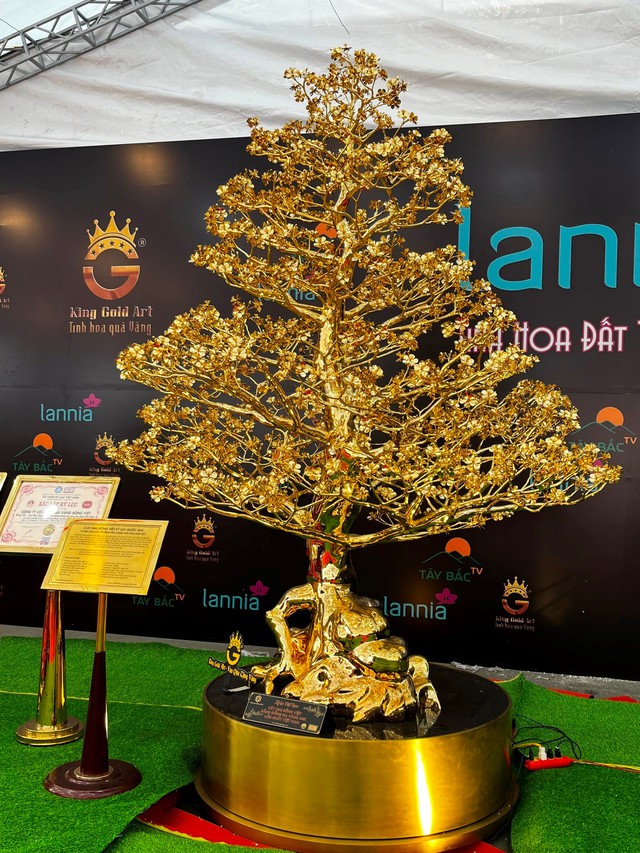 Chiêm ngưỡng cây mai mạ vàng lớn nhất Việt Nam giá 6 tỉ dịp Tết Quý Mão - Ảnh 1.