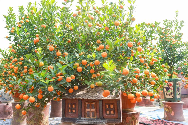 Kumquat bonsai hugs a unique and strange old house to attract customers - Photo 5.