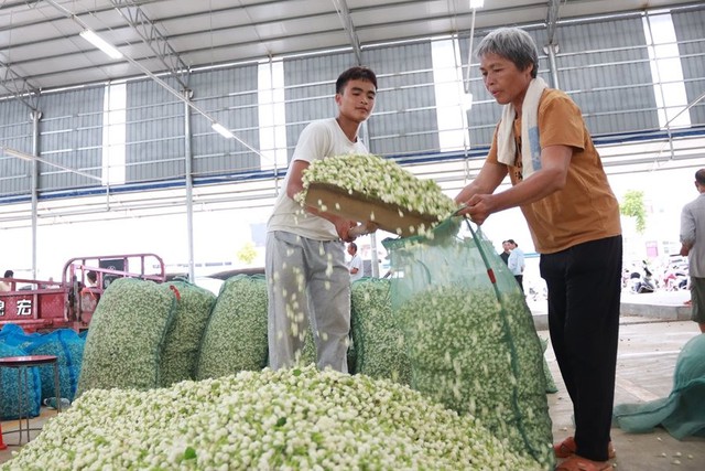 Bông hoa nhỏ trắng tinh khôi biến hình thành ngành công nghiệp nghìn tỷ ở Trung Quốc: Vươn lên từ thung lũng tỏa hương khắp thế giới - Ảnh 3.