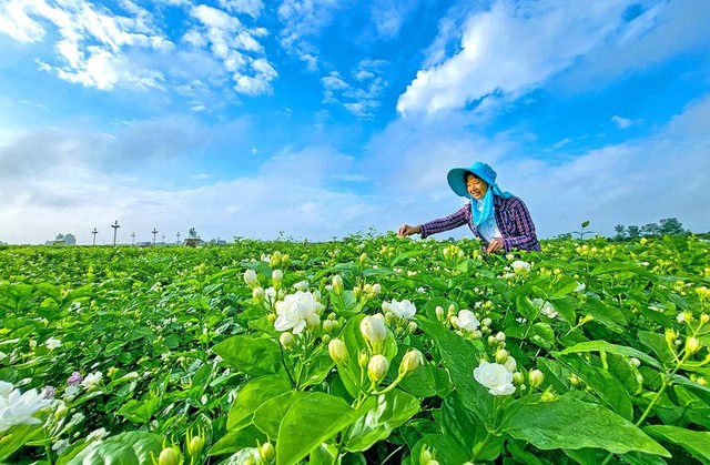 Bông hoa nhỏ trắng tinh khôi biến hình thành ngành công nghiệp nghìn tỷ ở Trung Quốc: Vươn lên từ thung lũng tỏa hương khắp thế giới - Ảnh 2.
