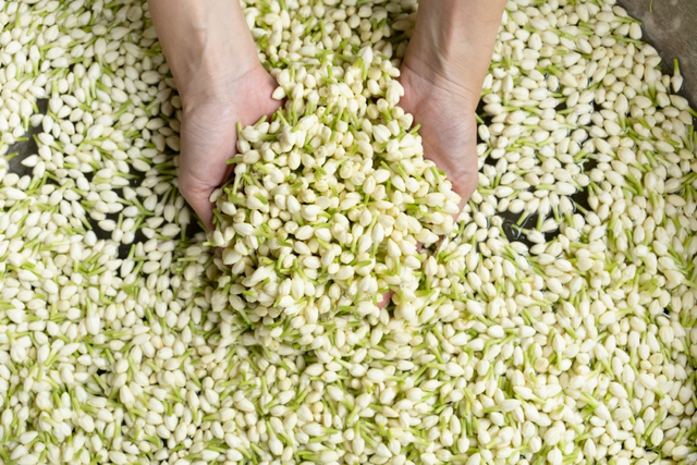 Bông hoa nhỏ trắng tinh khôi biến hình thành ngành công nghiệp nghìn tỷ ở Trung Quốc: Vươn lên từ thung lũng tỏa hương khắp thế giới - Ảnh 1.