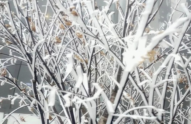 Băng tuyết phủ trắng cảnh vật, cây cối trên đỉnh Fansipan - Ảnh 6.