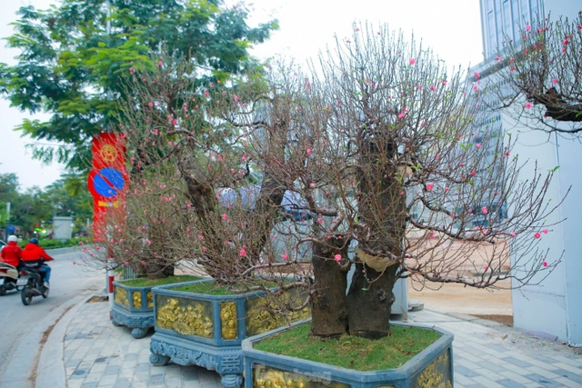 Đào rừng cổ thụ hơn trăm triệu đồng tràn phố Hà Nội - Ảnh 8.