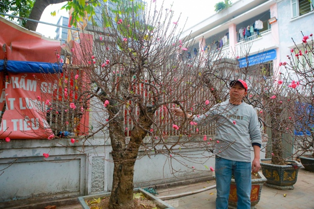 Đào rừng cổ thụ hơn trăm triệu đồng tràn phố Hà Nội - Ảnh 5.