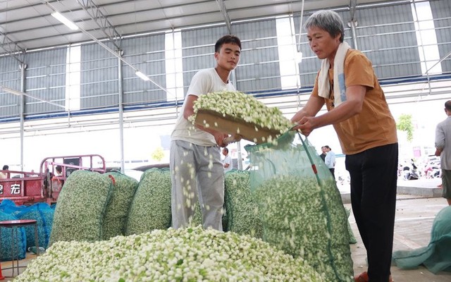 Nông dân Hoành Châu thu hoạch nhài. Ảnh: Wu Mingjiang.