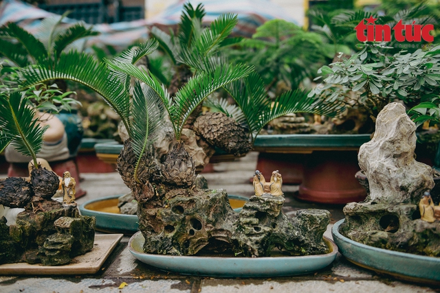Hà Nội: Vạn tuế bonsai mini độc lạ hút khách chơi Tết - Ảnh 11.