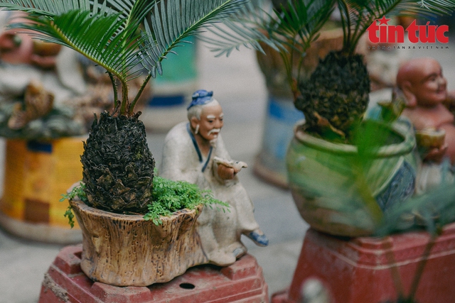 Hà Nội: Vạn tuế bonsai mini độc lạ hút khách chơi Tết - Ảnh 8.