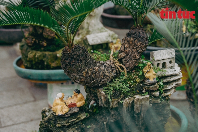 Hà Nội: Vạn tuế bonsai mini độc lạ hút khách chơi Tết - Ảnh 5.