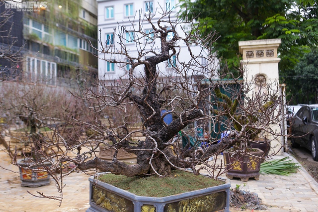 Đào cổ thụ xuống phố Hà Nội, giá trăm triệu đồng chờ đại gia rinh về chơi Tết - Ảnh 11.