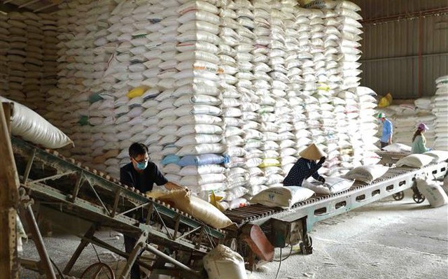 Gạo là 1 trong 7 loại nông sản xuất khẩu đạt hơn 3 tỷ USD năm 2022. Ảnh: Vũ Sinh/ TTXVN