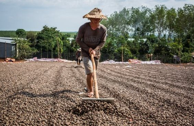 Việt Nam sở hữu "báu vật trời ban" xếp thứ 3 thế giới về sản lượng: Mỹ, Trung Quốc, châu Âu đều săn lùng, thu “sương sương” 300 triệu USD chỉ trong tháng 9