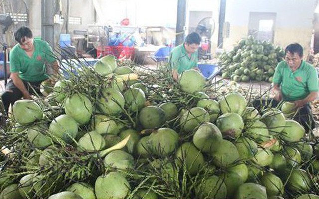 Bến Tre: Vùng trồng dừa sẵn sàng xuất khẩu sang Trung Quốc