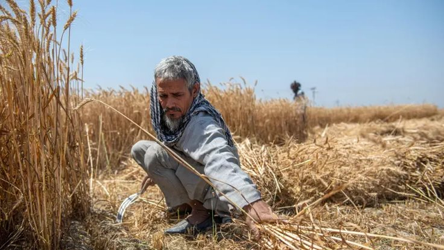 Một người đàn ông 60 tuổi đang thu hoạch lúa mì trên cánh đồng ở Ấn Độ. Ảnh: Sopa Images / Lightrocket / Getty Images