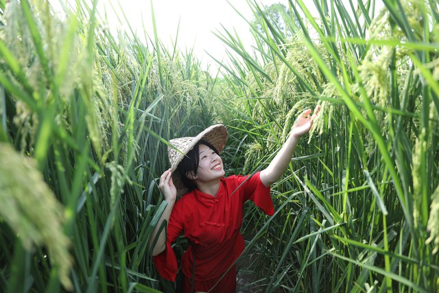 Giống lúa "lớn vượt đầu người" của Trung Quốc khiến thế giới khuấy đảo: Cao 2 mét, sản lượng "cực khủng" trên đất cằn nhưng vẫn lộ những điểm yếu khó lường