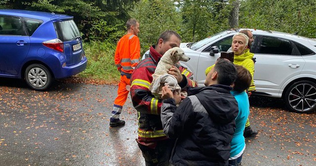 Gọi lính cứu hỏa giúp giải cứu chó cưng mắc kẹt, người đàn ông sốc khi nhận hóa đơn 250 triệu đồng