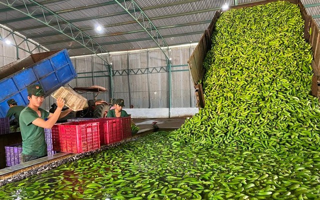 'Siêu thực phẩm' của Việt Nam khiến người Nhật dù khó tính nhất cũng phải khen vừa thơm vừa ngon, Trung Quốc tranh phần nhập khẩu giúp thu về hơn 200 triệu USD