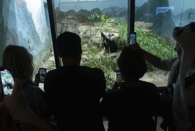 Du khách ngắm gấu trúc Xiao Qi Ji (con của Tian Tian và Mei Xiang) chơi đùa tại Vườn thú Quốc gia Smithsonian ngày 28/9. Ảnh: AP