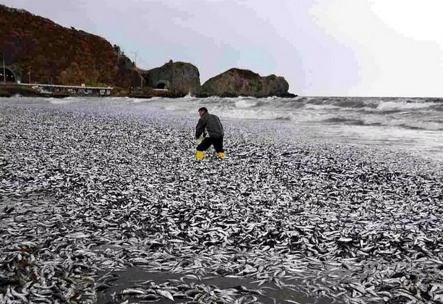 Cá chết phủ trắng bờ biển Hokkaido, Nhật Bản. Ảnh: The Japan News