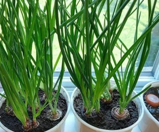 3 loại rau gia vị là "kho thuốc" chữa bệnh, gia đình nào cũng nên trồng 1 cây