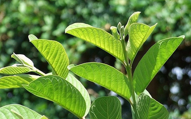 1 loại lá có vị đắng là “thuốc chữa bách bệnh”, điều trị tiểu đường, ổn định tim mạch, mọc đầy ở Việt Nam