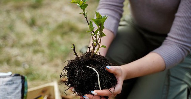 5 sai lầm mà rất nhiều người mắc phải khi trồng cây trong nhà