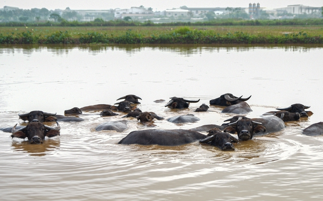 Siêu dự án 230ha trên “đất vàng” Hà Nội ôm đất gần 20 năm không triển khai, nay vào tay đại gia đến từ TPHCM