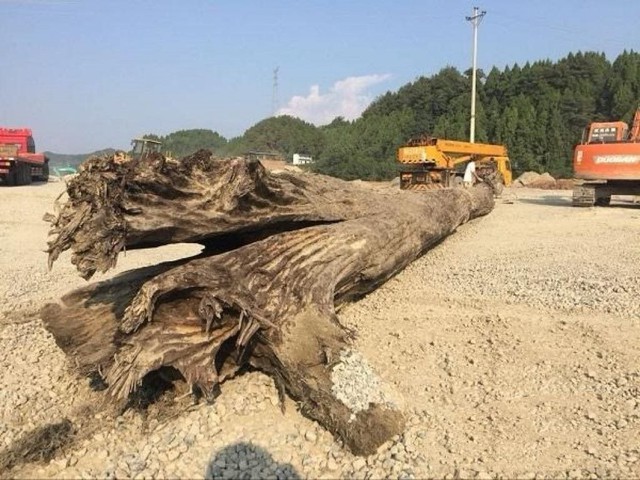 Người dân báo đào được cây gỗ “khủng” dài 27m, chuyên gia khẳng định đó là "báu vật" đáng giá hàng trăm tỷ đồng