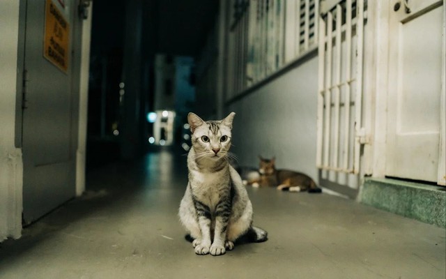 Singapore bãi bỏ quy định tồn tại suốt gần 40 năm: Mèo sắp được phép sống ở chung cư