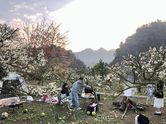 Invite each other to go camping in the middle of a blooming plum garden in Moc Chau - Photo 9.