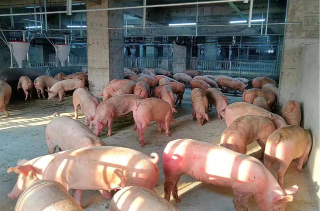 Khách sạn dành cho lợn ở Trung Quốc: chăn nuôi tự động, vận hành chính xác chẳng kém nhà máy lắp ráp sản xuất iPhone của Foxconn - Ảnh 3.