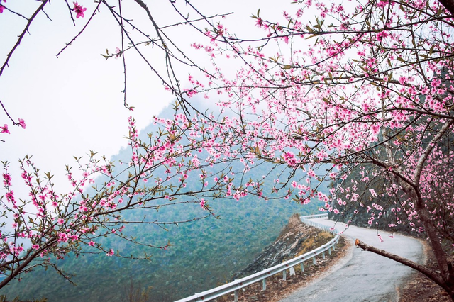 Hà Giang có muôn vàn tọa độ săn các loại hoa đào, toàn những địa điểm độc đáo khiến ai cũng muốn đến một lần - Ảnh 1.