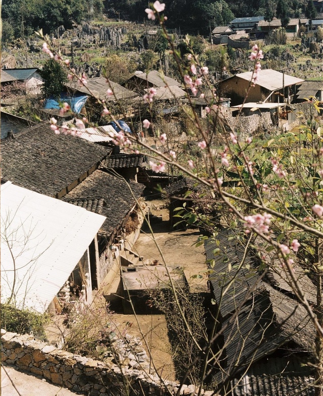 Hà Giang có muôn vàn tọa độ săn các loại hoa đào, toàn những địa điểm độc đáo khiến ai cũng muốn đến một lần - Ảnh 10.