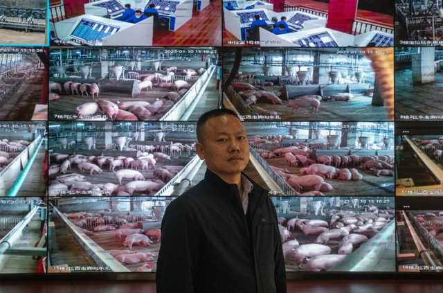 Khách sạn dành cho lợn ở Trung Quốc: chăn nuôi tự động, vận hành chính xác chẳng kém nhà máy lắp ráp sản xuất iPhone của Foxconn - Ảnh 1.