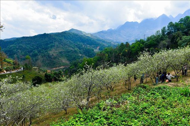 Mê mẩn sắc trắng tinh khôi của hoa mận trên Cao nguyên đá - Ảnh 6.