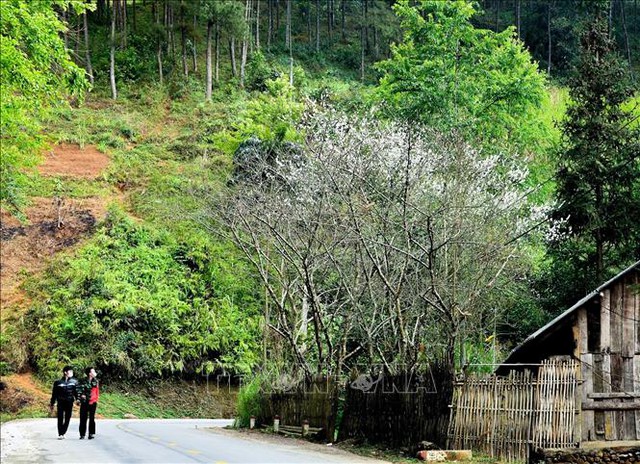 Mê mẩn sắc trắng tinh khôi của hoa mận trên Cao nguyên đá - Ảnh 5.