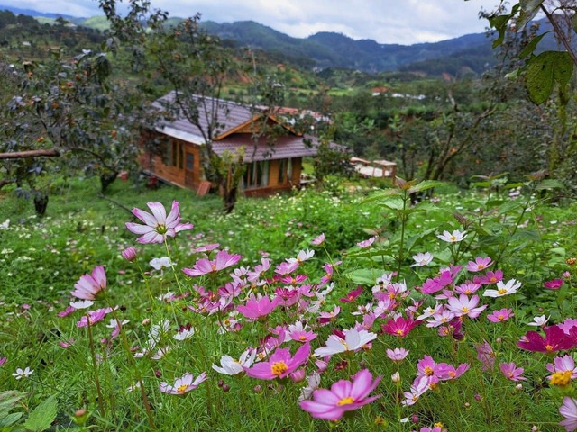 The 40m² wooden house is as beautiful as a fairy among flowers and clouds in Lam Dong - Photo 1.