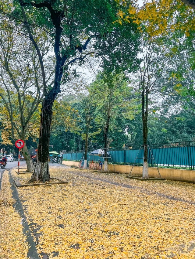 At the beginning of spring, there was a place in Hanoi where the yellow leaves fell beautifully, causing people to rush to check-in - Photo 2.
