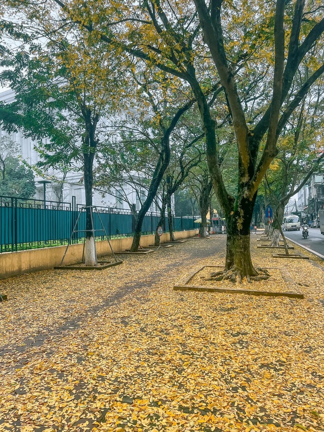 At the beginning of spring, in Hanoi, there was a place where the yellow leaves fell beautifully, causing people to rush to check-in - Photo 1.