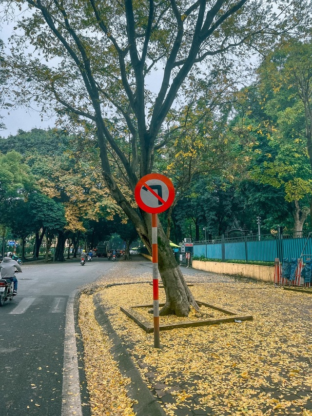 At the beginning of spring, in Hanoi, there was a place where the yellow leaves fell beautifully, causing people to rush to check-in - Photo 11.