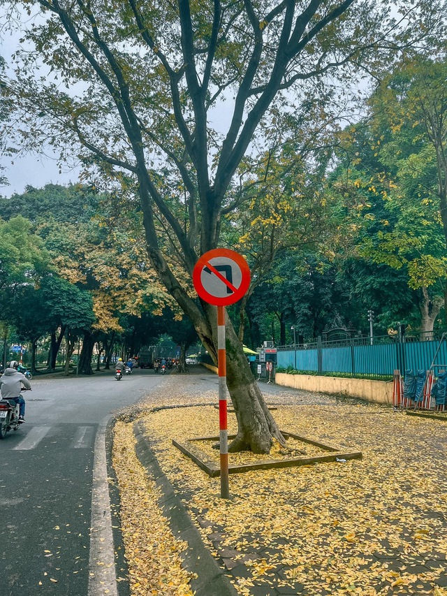 Mới đầu mùa xuân mà ở Hà Nội đã có nơi lá vàng rơi đẹp đến nao lòng, khiến dân tình chạy vội đi check-in - Ảnh 11.