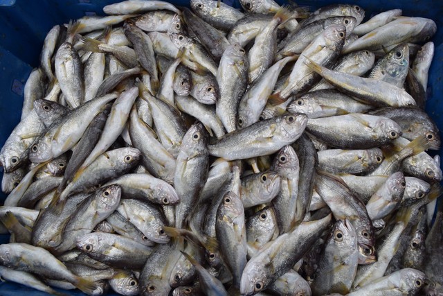 Ngư dân trúng đậm hơn 10 tấn cá đù, thu về hàng trăm triệu đồng - Ảnh 4.