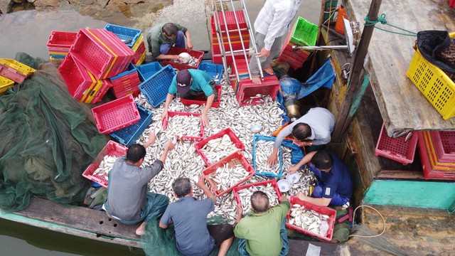Ngư dân trúng đậm hơn 10 tấn cá đù, thu về hàng trăm triệu đồng - Ảnh 3.