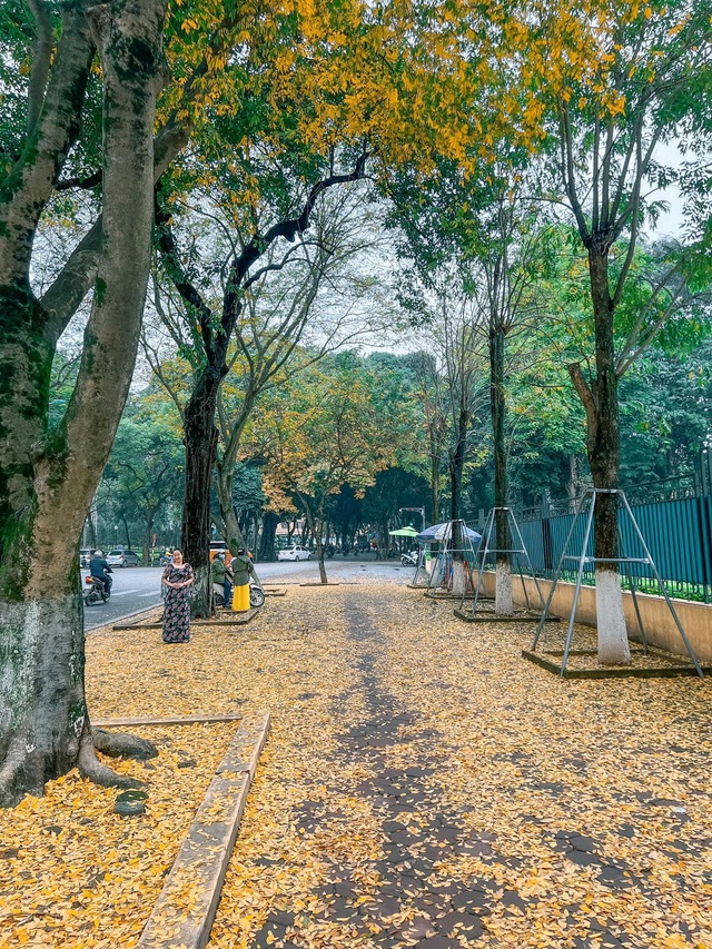 At the beginning of spring, in Hanoi, there was a place where the yellow leaves fell beautifully, causing people to rush to check-in - Photo 5.