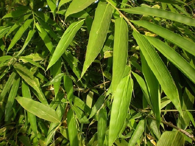  Loại cây là biểu tượng văn hóa Việt có công dụng chữa bệnh thay đổi thời tiết vô cùng hiệu quả - Ảnh 1.