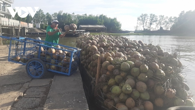 Trái dừa khô mất giá hơn 1 năm qua - Ảnh 2.