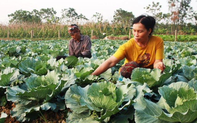 Mô hình trồng rau an toàn ở xã Tam Giang, huyện Yên Phong